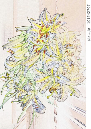 自生の山百合 白い大輪の花 ユリの女王山百合イラスト(カサブランカ) 自生の山百合 白い大輪の花 ユリの女王山百合イラスト(カサブランカ) 101542707