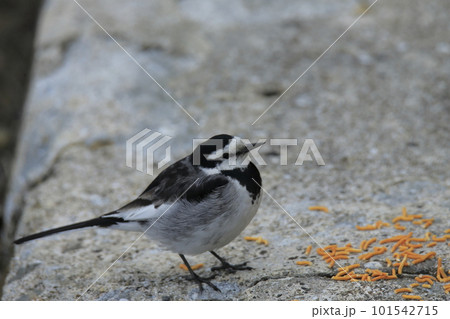 大牟田市　三池港　ハクセキレイ、 101542715