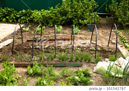Small low tunnel greenhouse. many rows of low greenhouses, early growing vegetables, farmland, landscape. DIY. Arc constructions Small low tunnel greenhouse. many rows of low greenhouses, early growing vegetables, farmland, landscape. DIY. Arc constructions 101542787