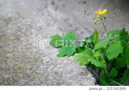 Young tree plant growing through the cracked concrete floor. Plant grow up on cracked stone. reater celandine, Chelidonium majus, tetterwort, nipplewort or swallowwort. Copy space. Out of focus 101542809