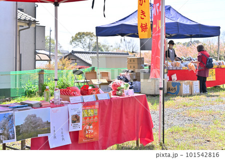 石戸蒲ザクラ 新型コロナウィルス後初のさくら祭り 2023年春 埼玉県北本市 石戸蒲ザクラ 新型コロナウィルス後初のさくら祭り 2023年春 埼玉県北本市 101542816