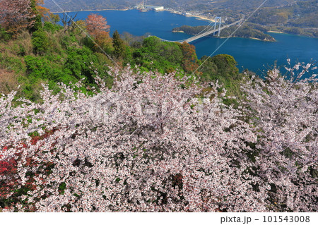 【愛媛県】満開の桜と伯方大島大橋の眺望（しまなみ海道） 101543008