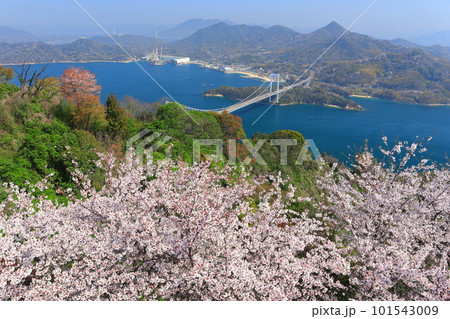 【愛媛県】満開の桜と伯方大島大橋の眺望（しまなみ海道） 101543009