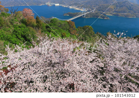 【愛媛県】満開の桜と伯方大島大橋の眺望（しまなみ海道） 101543012