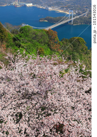 【愛媛県】満開の桜と伯方大島大橋の眺望（しまなみ海道） 101543016