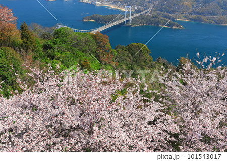 【愛媛県】満開の桜と伯方大島大橋の眺望（しまなみ海道） 101543017
