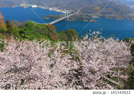 【愛媛県】満開の桜と伯方大島大橋の眺望(しまなみ海道) 【愛媛県】満開の桜と伯方大島大橋の眺望(しまなみ海道) 101543022