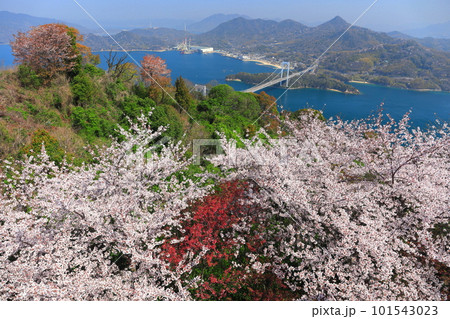 【愛媛県】満開の桜と伯方大島大橋の眺望（しまなみ海道） 101543023