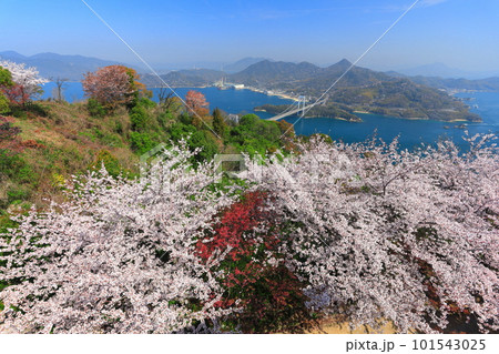 【愛媛県】満開の桜と伯方大島大橋の眺望（しまなみ海道） 101543025