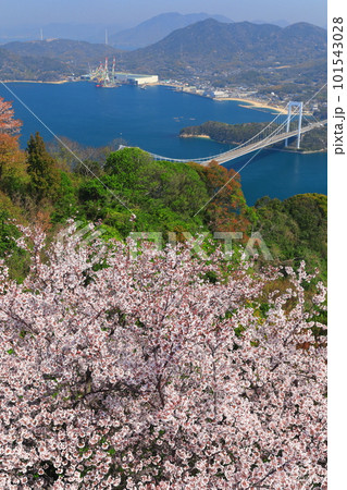 【愛媛県】満開の桜と伯方大島大橋の眺望(しまなみ海道) 【愛媛県】満開の桜と伯方大島大橋の眺望(しまなみ海道) 101543028
