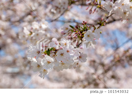 満開に咲き誇る桜 満開に咲き誇る桜 101543032