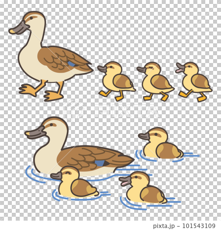 Illustration set of spot-billed duck parent and child Illustration set of spot-billed duck parent and child 101543109