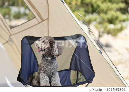 トイプードルを連れて女子キャンプ 青い海・美しいビーチでのんびり島キャンプ キャンプ料理を楽しむ女性 トイプードルを連れて女子キャンプ 青い海・美しいビーチでのんびり島キャンプ キャンプ料理を楽しむ女性 101543301