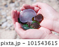 シーグラスを集める 101543615
