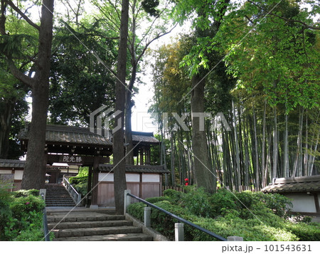 世田谷区の勝光院(山門・竹林) 世田谷区の勝光院(山門・竹林) 101543631