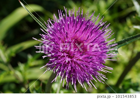 ノアザミ（野薊）の紫色の花　（キク科） 101543853