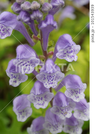 コバノタツナミ（タツナミソウの変種）の花 101543939
