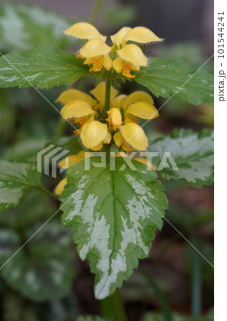 キバナオドリコソウ（黄花踊子草）の黄色い花 101544241