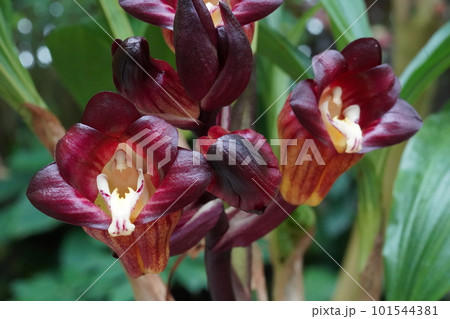エンレイショウキラン（延齢鐘馗蘭）　Acanthephippium pictum 101544381