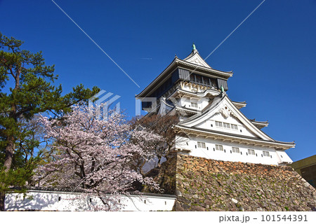 お城と桜　福岡県　北九州市　小倉城 101544391
