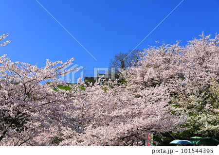 【愛媛県】桜が満開の亀老山展望公園(しまなみ海道) 【愛媛県】桜が満開の亀老山展望公園(しまなみ海道) 101544395