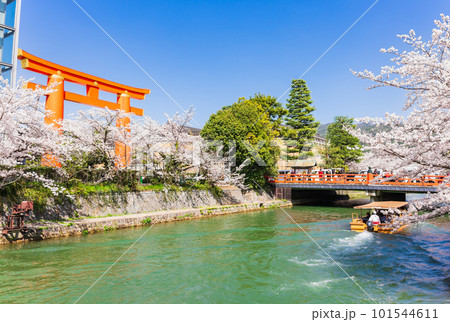 春の京都　岡崎疏水を遊覧する十石舟と平安神宮の大鳥居 101544611