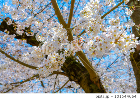 桜の木を見上げる 桜の木を見上げる 101544664