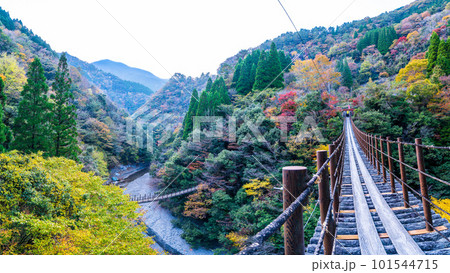 紅葉に映えるパノラマ風景　樅木の吊橋（もみぎのつりばし）／五家荘(熊本県八代市泉町) 101544715