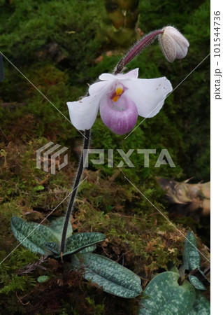 パフィオペディルム・デレナティ Paphiopedilum delenatii パフィオペディルム・デレナティ Paphiopedilum delenatii 101544736