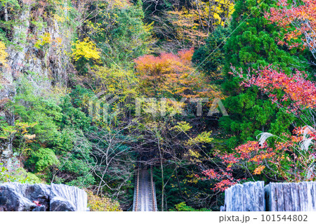 紅葉に映える　あやとり橋　遊歩道周辺風景　樅木の吊橋（もみぎのつりばし）／五家荘(熊本県八代市泉町) 101544802