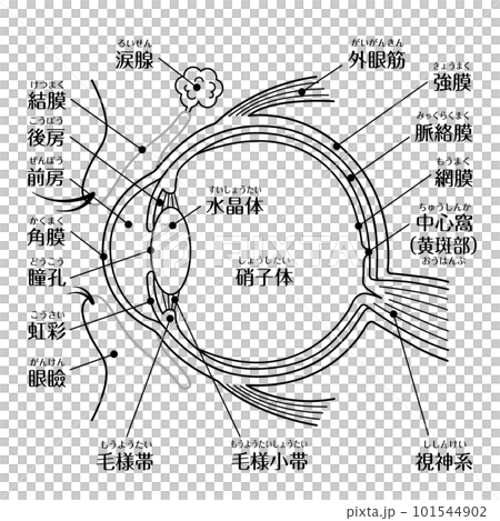 Structural diagram of the eye Line drawing monochrome Text included Structural diagram of the eye Line drawing monochrome Text included 101544902