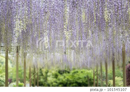 雨降る古代の森に咲き乱れる春の花藤の絶景 雨降る古代の森に咲き乱れる春の花藤の絶景 101545107