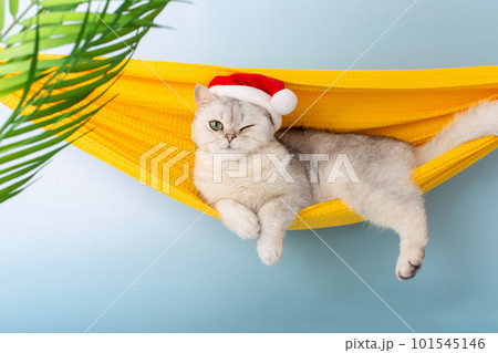 Funny winking white British cat in a red Santa hat, lying in a yellow fabric hammock Funny winking white British cat in a red Santa hat, lying in a yellow fabric hammock 101545146