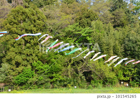 空に泳ぐ鯉のぼり 101545265