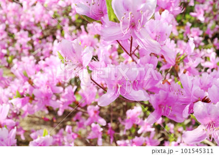 ミツバツツジ 101545311