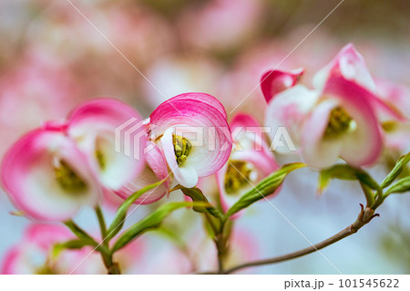 ピンクに花ハナミズキ 101545622