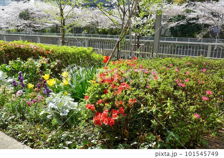 桜並木とツツジと花壇の花たち 101545749