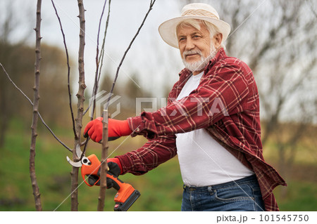 Front view of male gardener working in orchard, wind blowing. Old man wearing plaid shirt and panama hat standing, pruner holding, cutting tree branches. Concept of nature. 101545750