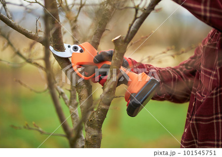 Close up of gardener in plaid shirt cutting tree branches with pruner. Peasant in gloves taking care of plants in orchard in spring season. Concept of plants growing and nature. 101545751