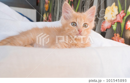 Cute little ginger kitten lies and plays on a white blanket. Cute little ginger kitten lies and plays on a white blanket. 101545893
