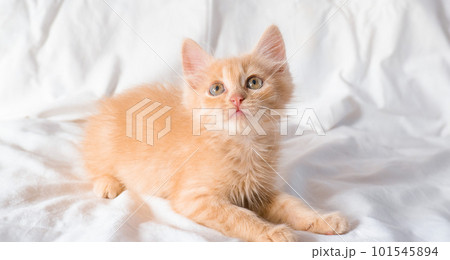 Cute little ginger kitten lies and plays on a white blanket. 101545894