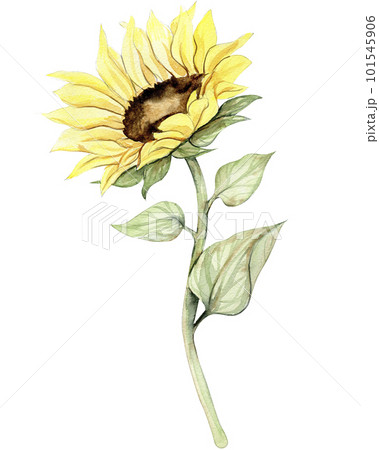 Sunflower, watercolor flower. Hand drawn illustration isolated on white. Summer yellow garden. Designf for baby shower party, birthday, cake, holiday celebration design, greetings card,invitation. 101545906