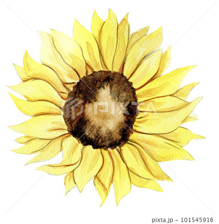 Sunflower, watercolor flower. Hand drawn illustration isolated on white. Summer yellow garden. Designf for baby shower party, birthday, cake, holiday celebration design, greetings card,invitation. 101545916