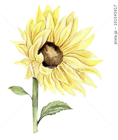 Sunflower, watercolor flower. Hand drawn illustration isolated on white. Summer yellow garden. Designf for baby shower party, birthday, cake, holiday celebration design, greetings card,invitation. 101545917
