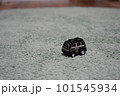 自動車 車 自転 101545934