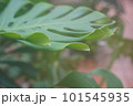 植物 工場 プランツ 101545935
