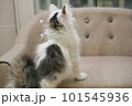 猫 ねこ ネコ 101545936
