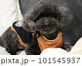 ペット お気に入り 愛玩動物 101545937