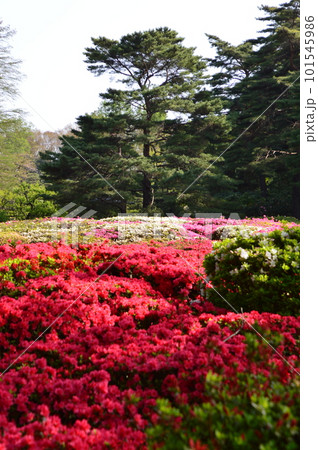 赤いツツジ 101545986