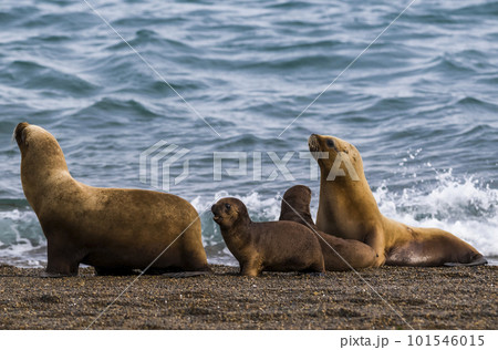 Female Sea Lion mother and pup, Peninsula Valdes, Patagonia, Argentina 101546015